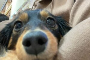 犬　肝機能障害